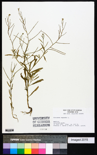 Erysimum repandum image