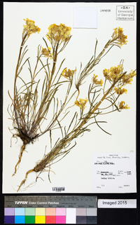 Erysimum capitatum var. capitatum image