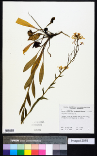 Hesperis matronalis image