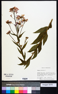 Hesperis matronalis image