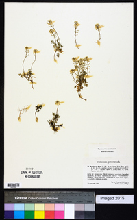 Hutchinsia alpina image