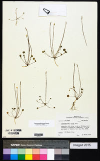 Leavenworthia aurea image