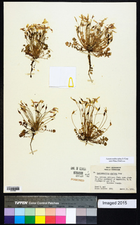 Leavenworthia stylosa image