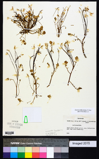 Leavenworthia torulosa image