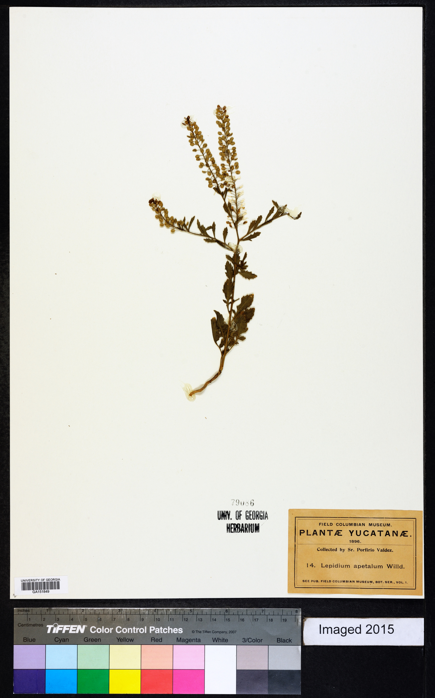 Lepidium apetalum image