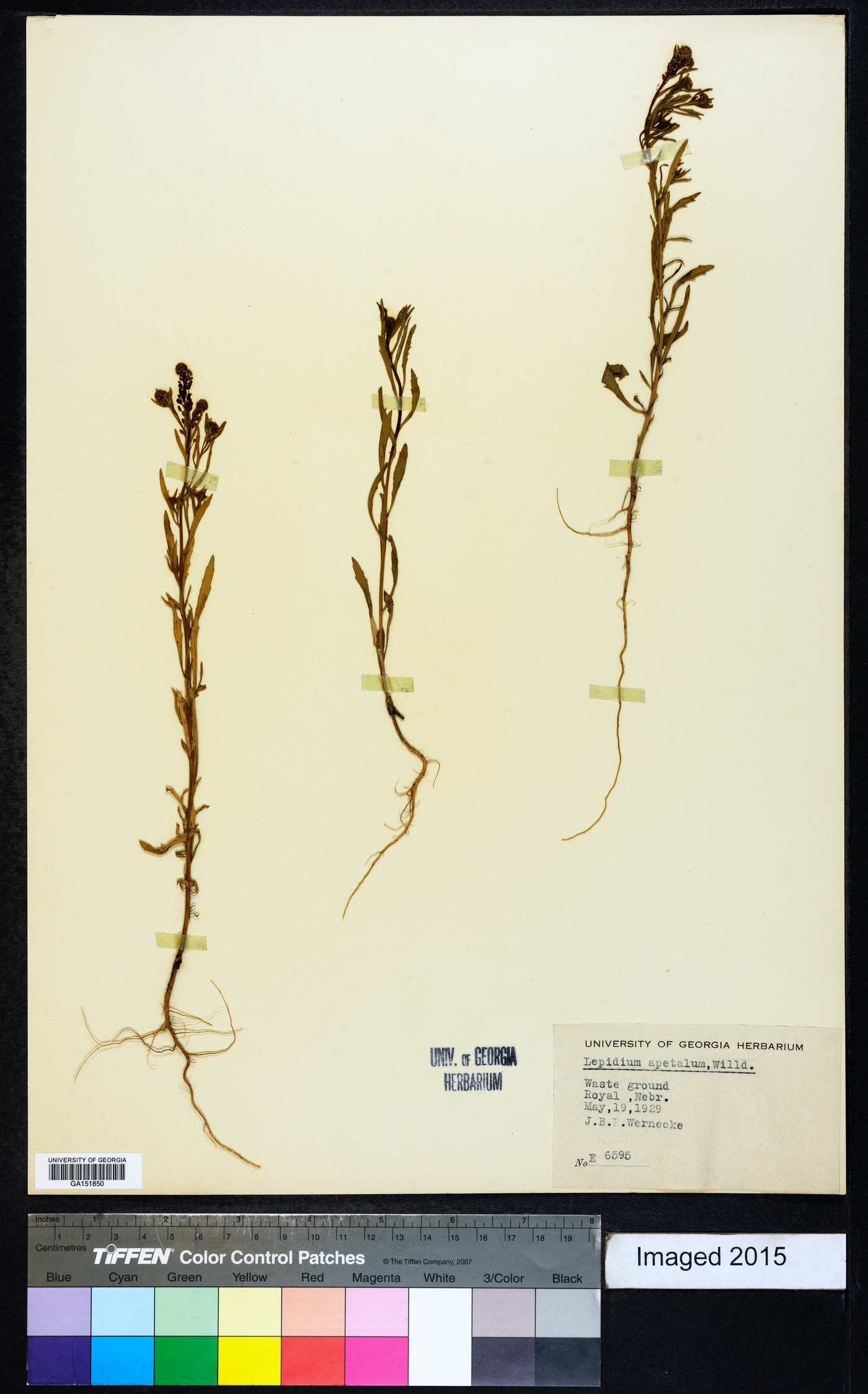 Lepidium apetalum image