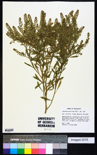 Lepidium austrinum image