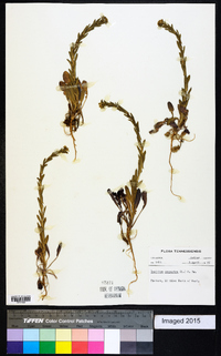 Lepidium campestre image