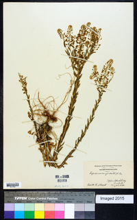 Lepidium campestre image