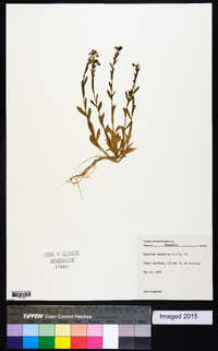 Lepidium campestre image