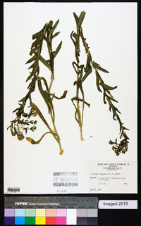 Lepidium campestre image