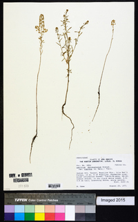 Lepidium densiflorum image