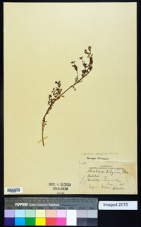 Lepidium didymum image