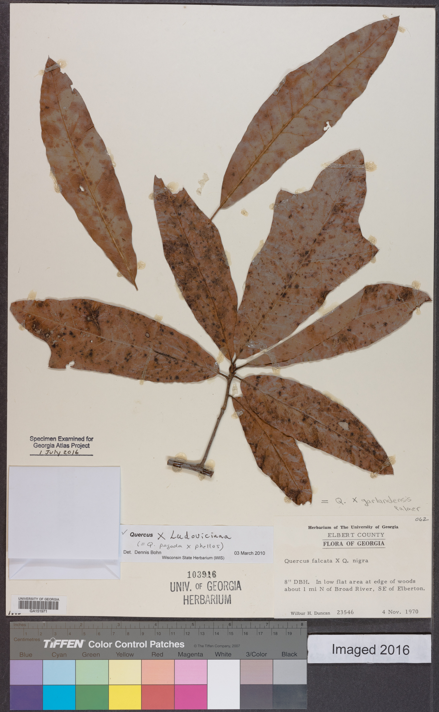 Quercus x ludoviciana image