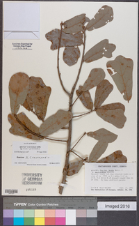 Quercus x cravenensis image