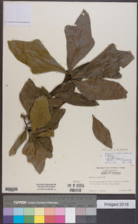 Quercus x capesii image