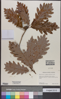 Quercus × beadlei image