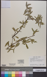 Quercus x capesii image