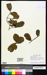 Quercus myrtifolia image