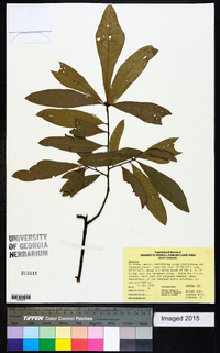 Quercus laurifolia image