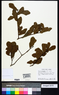 Quercus myrtifolia image