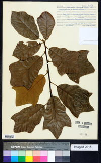 Quercus x filialis image