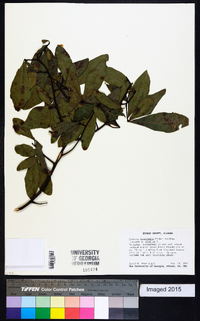 Quercus laurifolia image