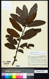 Quercus x rudkinii image