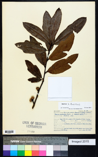 Quercus x rudkinii image