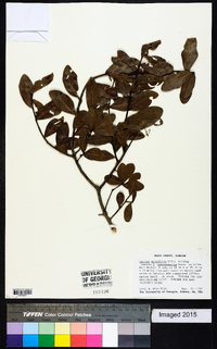 Quercus myrtifolia image