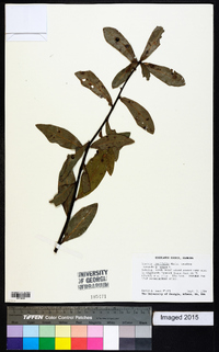 Quercus laurifolia image