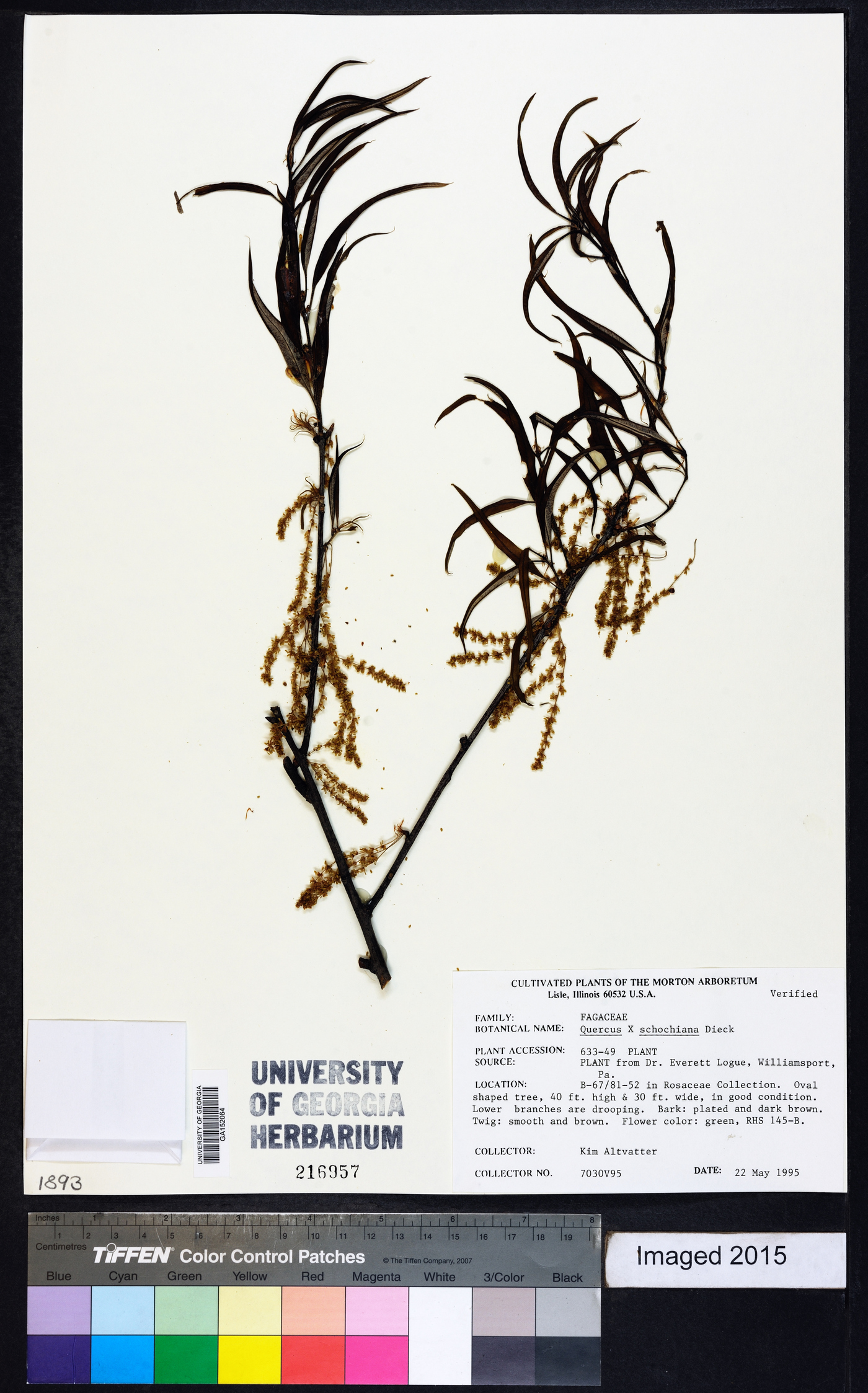 Quercus x schochiana image