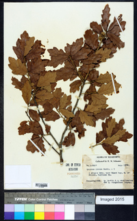 Quercus incana image