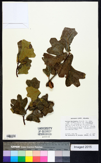 Quercus marilandica var. ashei image