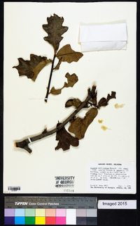 Quercus marilandica var. ashei image