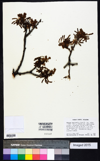 Quercus marilandica var. ashei image