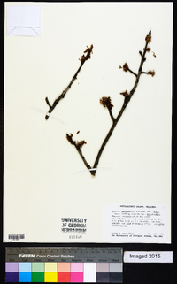 Quercus marilandica var. ashei image