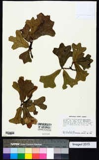 Quercus marilandica var. ashei image