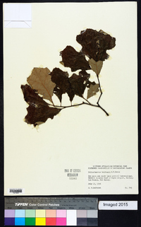 Quercus x brittonii image