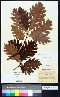 Quercus × saulii image