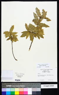 Quercus emoryi image