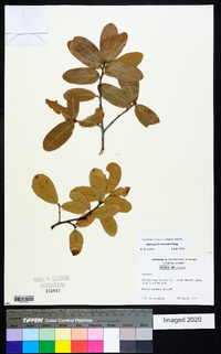 Quercus arizonica image