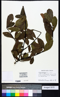 Quercus laurifolia image