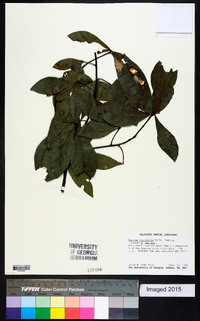 Quercus laurifolia image