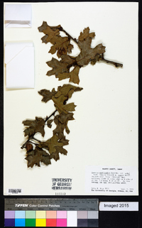 Quercus marilandica var. ashei image