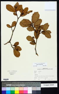 Quercus rugosa image