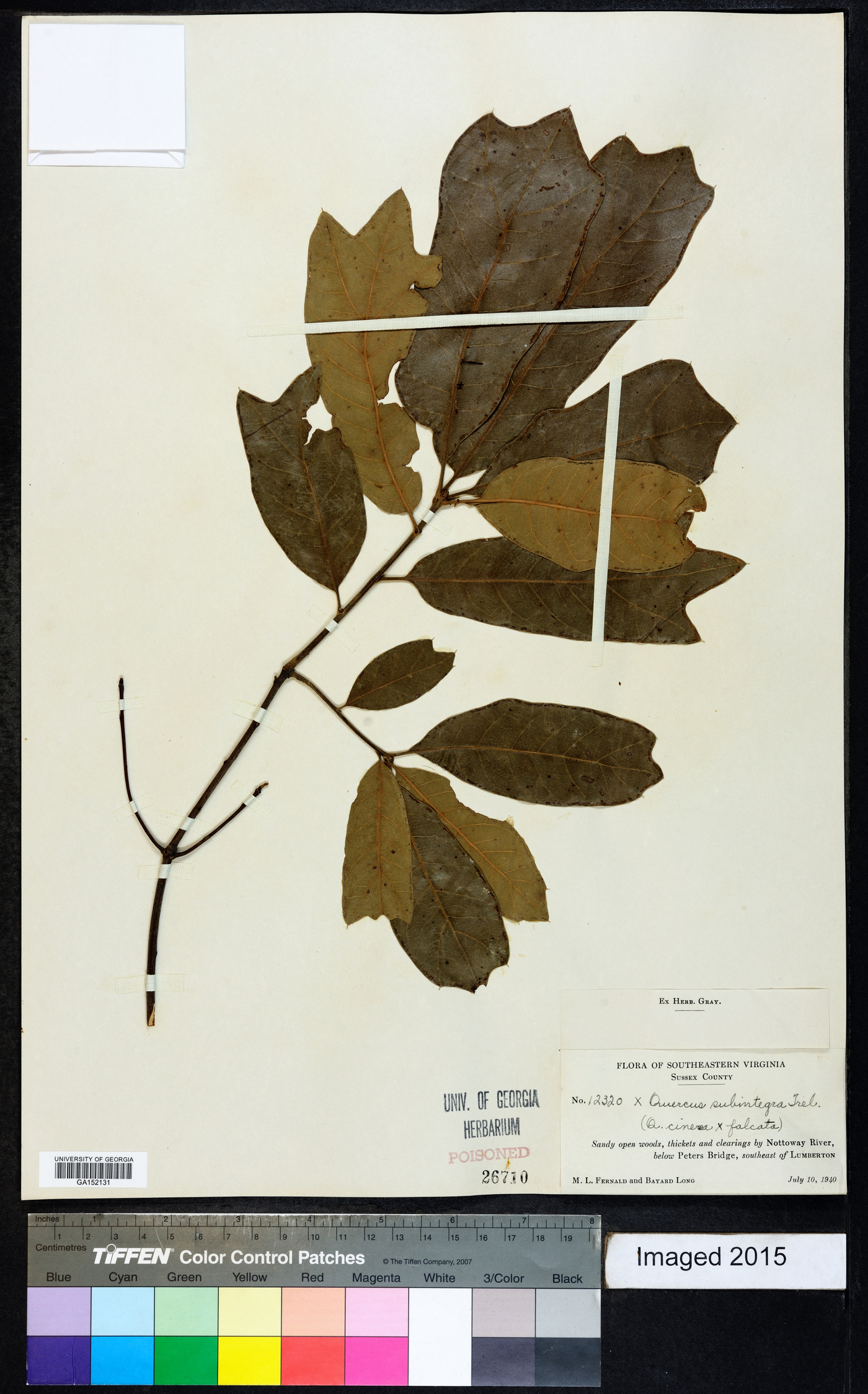 Quercus x subintegra image