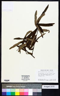 Quercus phellos image