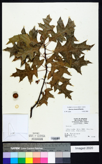 Quercus shumardii image