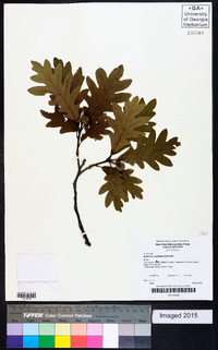 Quercus × jackiana image